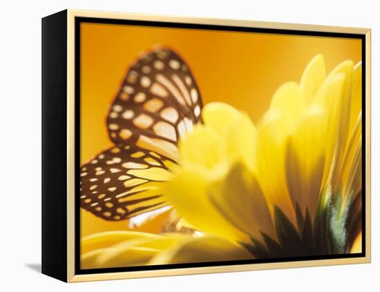 Monarch Butterfly on Daisy-null-Framed Premier Image Canvas