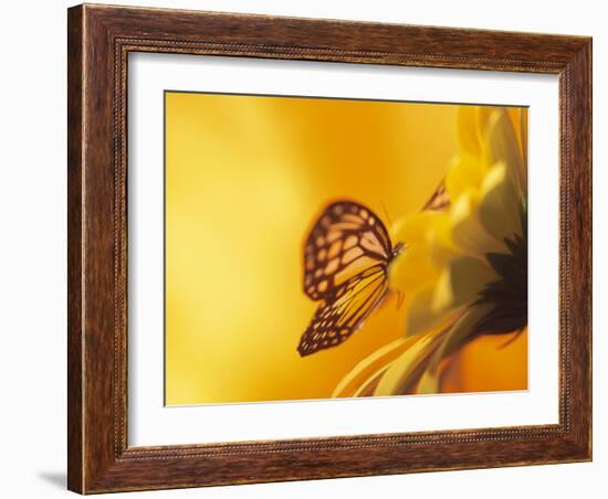 Monarch Butterfly on Daisy-null-Framed Photographic Print