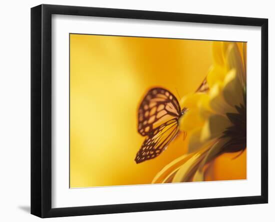 Monarch Butterfly on Daisy-null-Framed Photographic Print