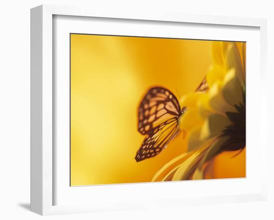 Monarch Butterfly on Daisy-null-Framed Photographic Print