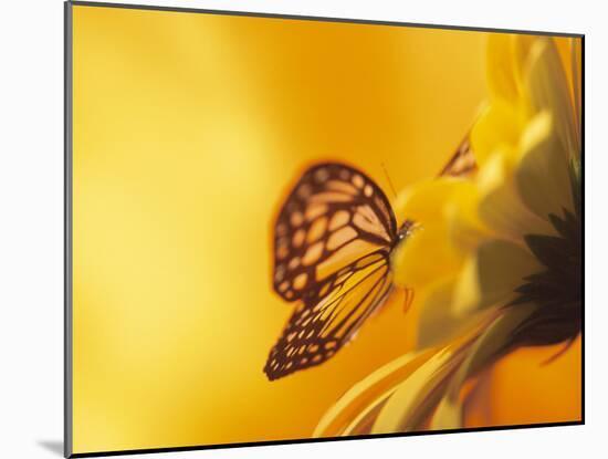 Monarch Butterfly on Daisy-null-Mounted Photographic Print