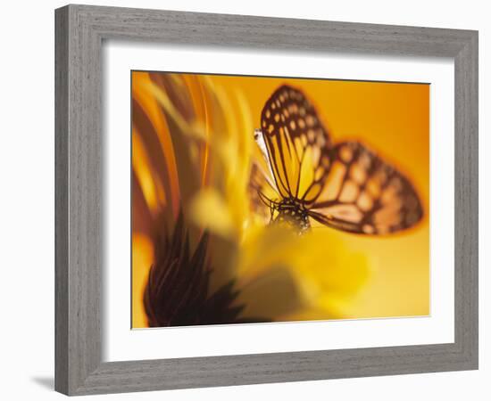 Monarch Butterfly on Daisy-null-Framed Photographic Print