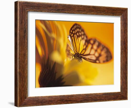 Monarch Butterfly on Daisy-null-Framed Photographic Print