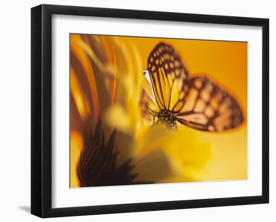 Monarch Butterfly on Daisy-null-Framed Photographic Print