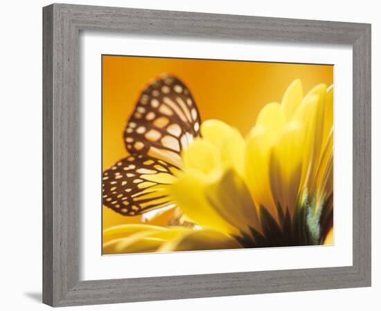 Monarch Butterfly on Daisy-null-Framed Photographic Print