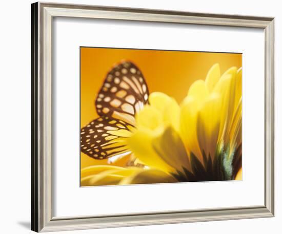 Monarch Butterfly on Daisy-null-Framed Photographic Print