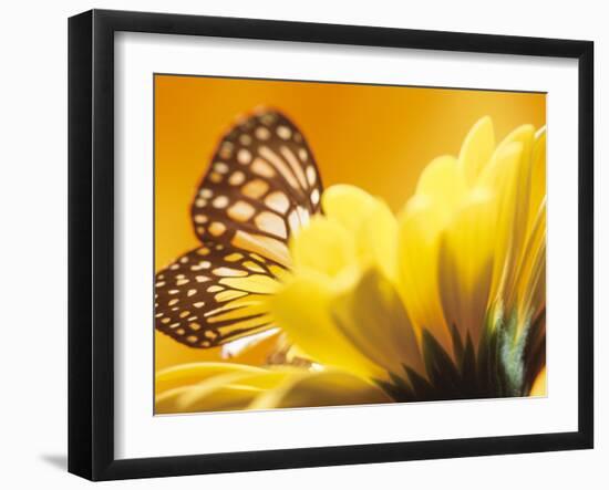 Monarch Butterfly on Daisy-null-Framed Photographic Print