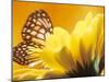 Monarch Butterfly on Daisy-null-Mounted Photographic Print