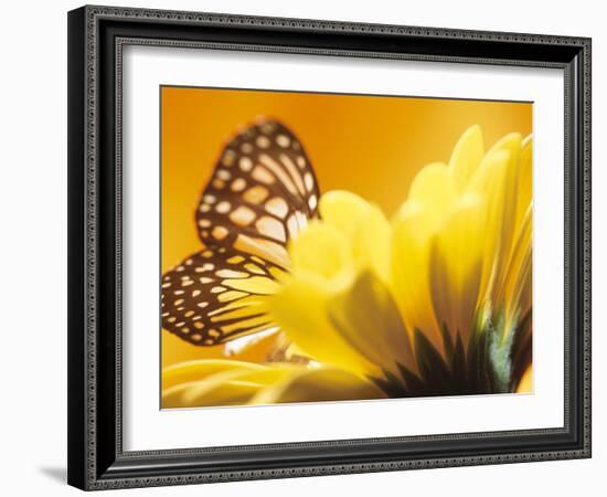 Monarch Butterfly on Daisy-null-Framed Photographic Print