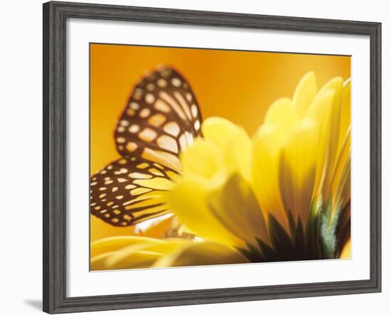 Monarch Butterfly on Daisy-null-Framed Photographic Print