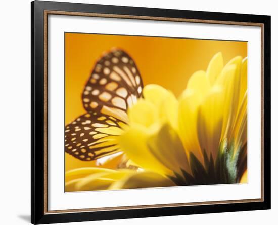 Monarch Butterfly on Daisy-null-Framed Photographic Print