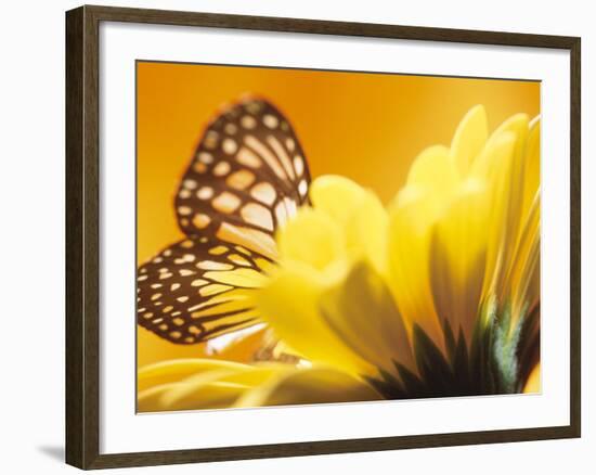 Monarch Butterfly on Daisy-null-Framed Photographic Print