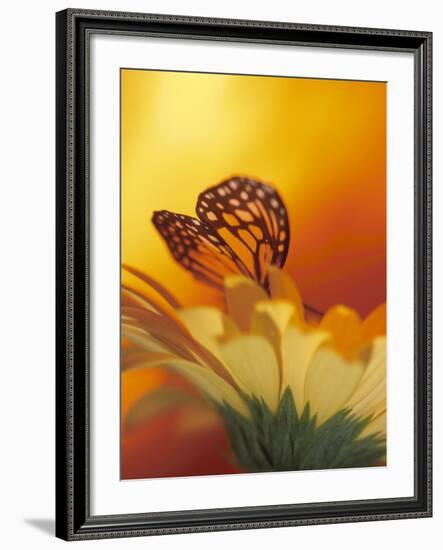 Monarch Butterfly on Daisy-null-Framed Photographic Print