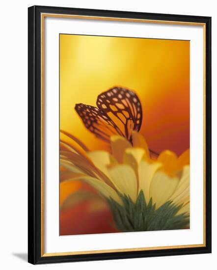 Monarch Butterfly on Daisy-null-Framed Photographic Print