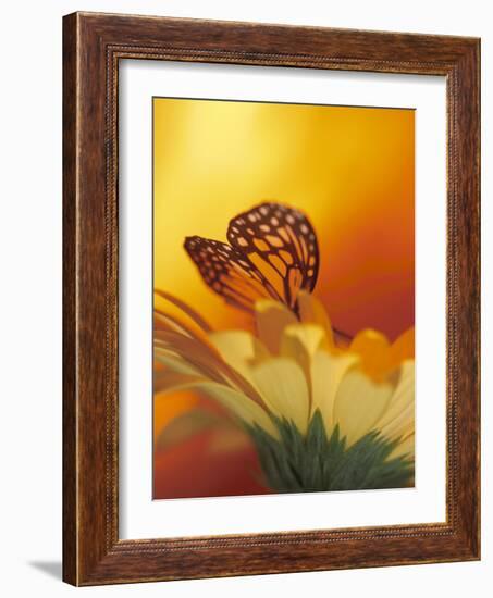 Monarch Butterfly on Daisy-null-Framed Photographic Print