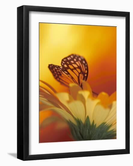 Monarch Butterfly on Daisy-null-Framed Photographic Print