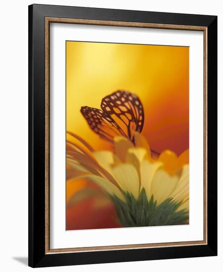 Monarch Butterfly on Daisy-null-Framed Photographic Print