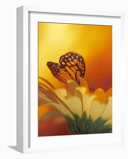 Monarch Butterfly on Daisy-null-Framed Photographic Print