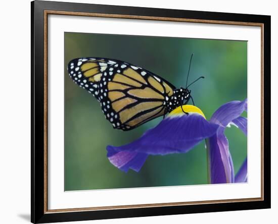 Monarch butterfly on Iris, Bloomfield Hills, Michigan, USA-Darrell Gulin-Framed Photographic Print