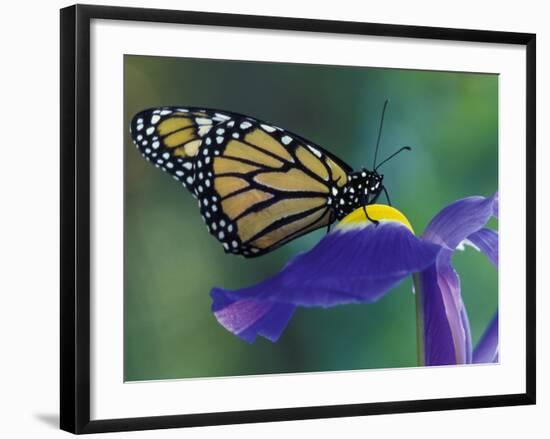 Monarch butterfly on Iris, Bloomfield Hills, Michigan, USA-Darrell Gulin-Framed Photographic Print