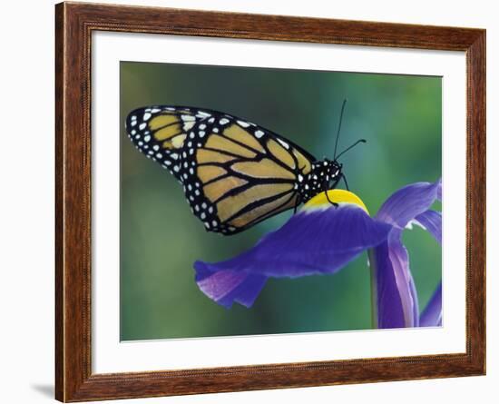 Monarch butterfly on Iris, Bloomfield Hills, Michigan, USA-Darrell Gulin-Framed Photographic Print