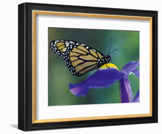 Monarch butterfly on Iris, Bloomfield Hills, Michigan, USA-Darrell Gulin-Framed Photographic Print