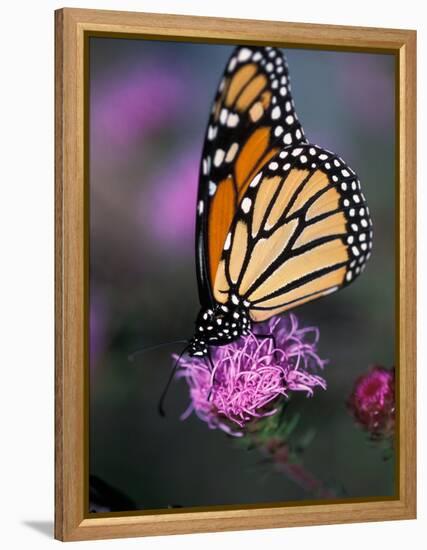 Monarch Butterfly on Northern Blazing Star Flower, New Hampshire, USA-Jerry & Marcy Monkman-Framed Premier Image Canvas