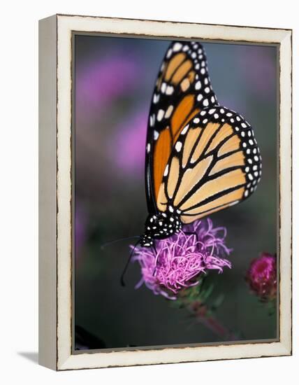 Monarch Butterfly on Northern Blazing Star Flower, New Hampshire, USA-Jerry & Marcy Monkman-Framed Premier Image Canvas