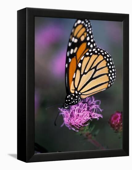 Monarch Butterfly on Northern Blazing Star Flower, New Hampshire, USA-Jerry & Marcy Monkman-Framed Premier Image Canvas