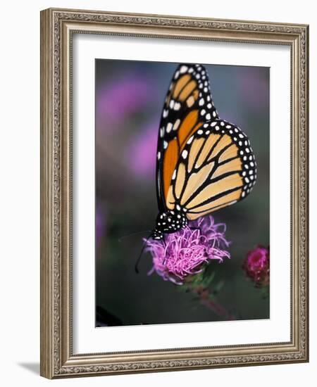 Monarch Butterfly on Northern Blazing Star Flower, New Hampshire, USA-Jerry & Marcy Monkman-Framed Photographic Print