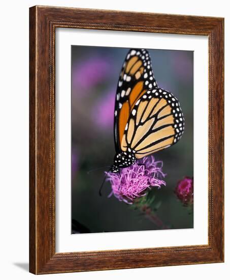 Monarch Butterfly on Northern Blazing Star Flower, New Hampshire, USA-Jerry & Marcy Monkman-Framed Photographic Print