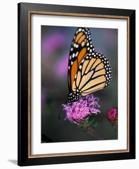 Monarch Butterfly on Northern Blazing Star Flower, New Hampshire, USA-Jerry & Marcy Monkman-Framed Photographic Print