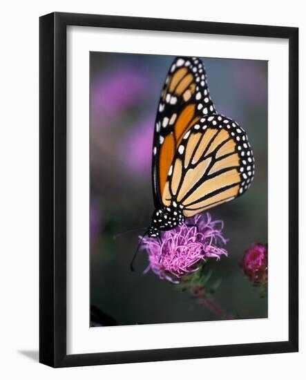 Monarch Butterfly on Northern Blazing Star Flower, New Hampshire, USA-Jerry & Marcy Monkman-Framed Photographic Print