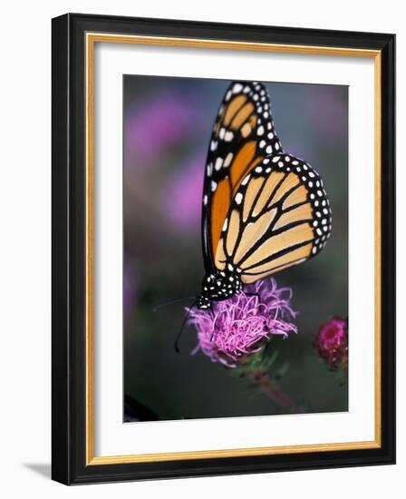 Monarch Butterfly on Northern Blazing Star Flower, New Hampshire, USA-Jerry & Marcy Monkman-Framed Photographic Print