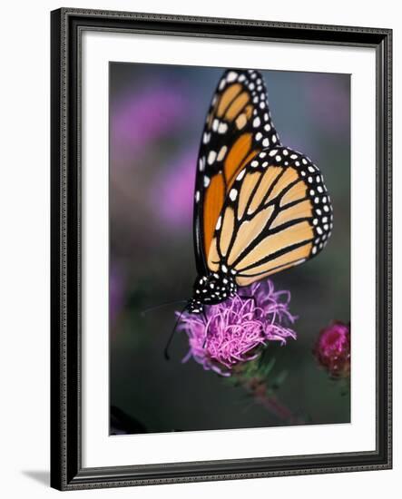 Monarch Butterfly on Northern Blazing Star Flower, New Hampshire, USA-Jerry & Marcy Monkman-Framed Photographic Print