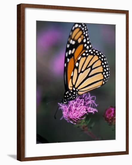 Monarch Butterfly on Northern Blazing Star Flower, New Hampshire, USA-Jerry & Marcy Monkman-Framed Photographic Print