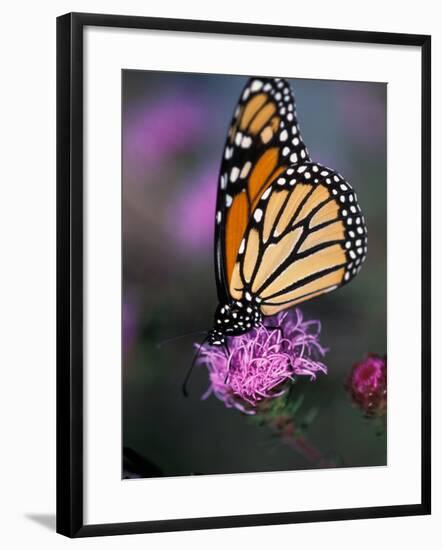 Monarch Butterfly on Northern Blazing Star Flower, New Hampshire, USA-Jerry & Marcy Monkman-Framed Photographic Print