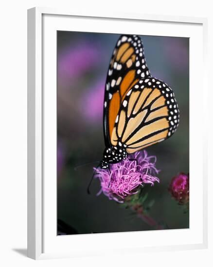 Monarch Butterfly on Northern Blazing Star Flower, New Hampshire, USA-Jerry & Marcy Monkman-Framed Photographic Print