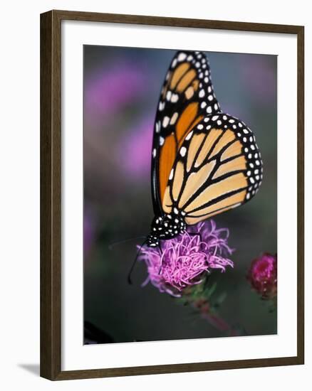 Monarch Butterfly on Northern Blazing Star Flower, New Hampshire, USA-Jerry & Marcy Monkman-Framed Photographic Print