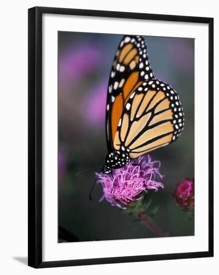 Monarch Butterfly on Northern Blazing Star Flower, New Hampshire, USA-Jerry & Marcy Monkman-Framed Photographic Print