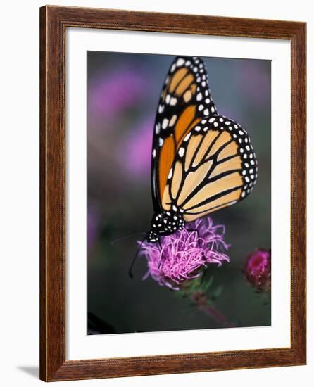 Monarch Butterfly on Northern Blazing Star Flower, New Hampshire, USA-Jerry & Marcy Monkman-Framed Photographic Print