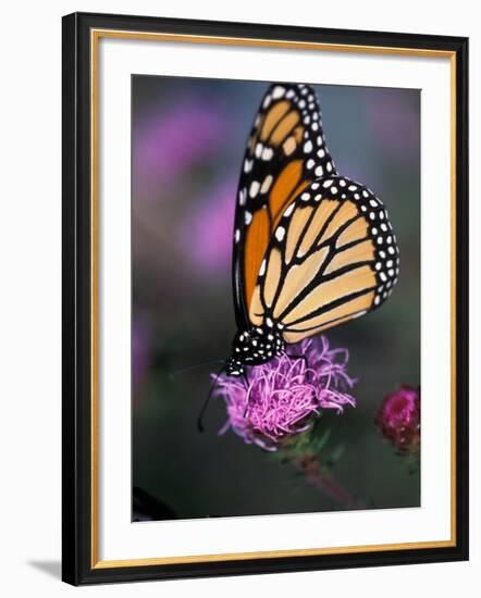 Monarch Butterfly on Northern Blazing Star Flower, New Hampshire, USA-Jerry & Marcy Monkman-Framed Photographic Print