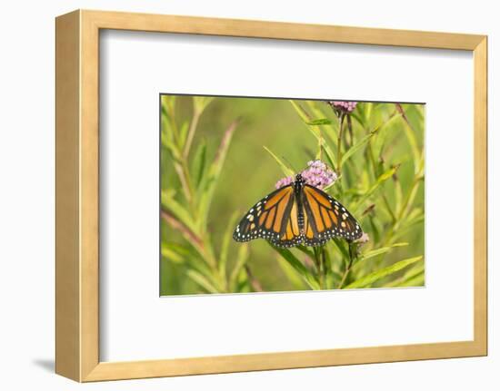 Monarch Butterfly on Swamp Milkweed, Marion County, Il-Richard and Susan Day-Framed Photographic Print