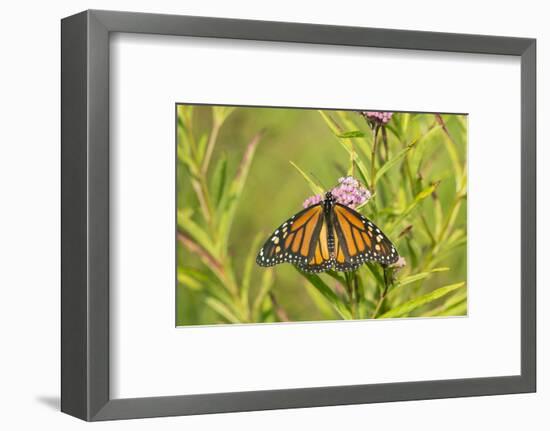 Monarch Butterfly on Swamp Milkweed, Marion County, Il-Richard and Susan Day-Framed Photographic Print