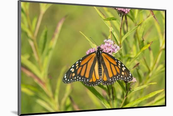 Monarch Butterfly on Swamp Milkweed, Marion County, Il-Richard and Susan Day-Mounted Photographic Print