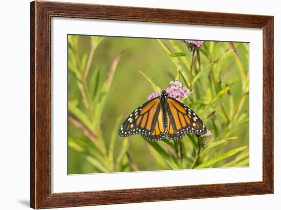 Monarch Butterfly on Swamp Milkweed, Marion County, Il-Richard and Susan Day-Framed Photographic Print