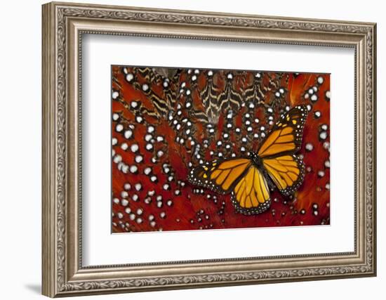 Monarch Butterfly on Tragopan Body Feather Design-Darrell Gulin-Framed Photographic Print