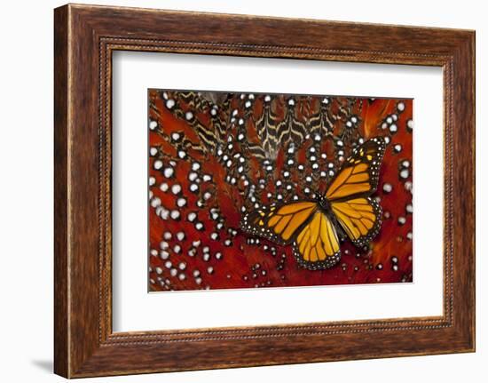 Monarch Butterfly on Tragopan Body Feather Design-Darrell Gulin-Framed Photographic Print