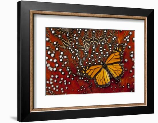 Monarch Butterfly on Tragopan Body Feather Design-Darrell Gulin-Framed Photographic Print