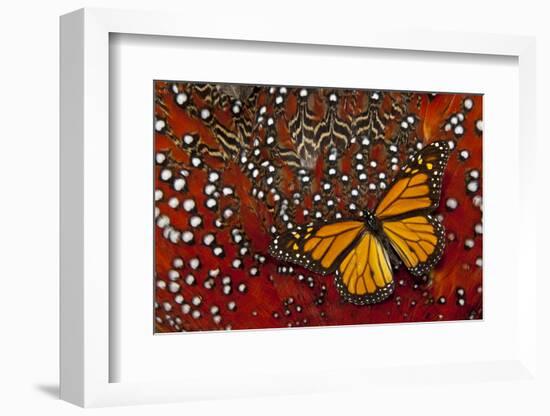 Monarch Butterfly on Tragopan Body Feather Design-Darrell Gulin-Framed Photographic Print